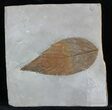 Detailed Fossil Hackberry Leaf - Montana #56181-1